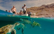 Les tortues de la plage de Sao Pedro